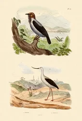 Pájaro Campana Barbudo, 1833-39